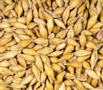 Non-GMO Barley