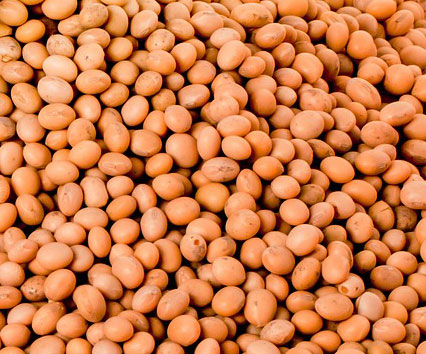 Non-GMO Roasted Soybeans