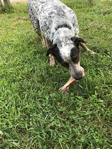 Non-GMO Dog Bones