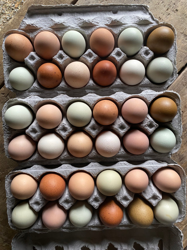 Egg Shells Ritter Free-Range Eggs โ Ritter Farm