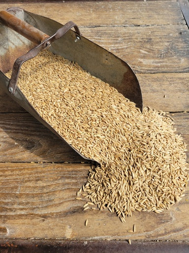 Avena sin OGM