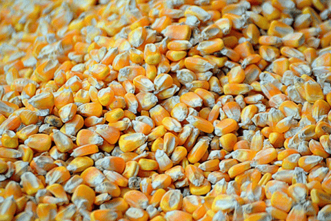 Non-GMO Cracked Corn
